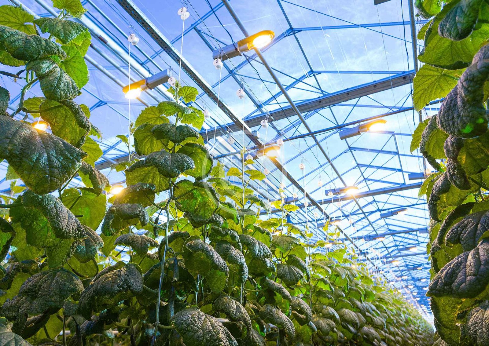 Polycarbonate greenhouses