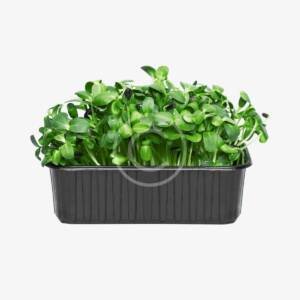 Sunflower microgreens